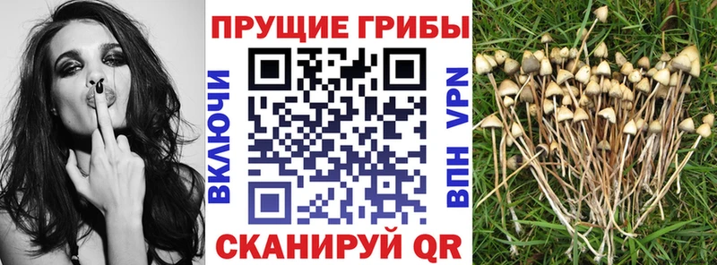 Псилоцибиновые грибы Magic Shrooms  где купить наркотик  Туймазы 
